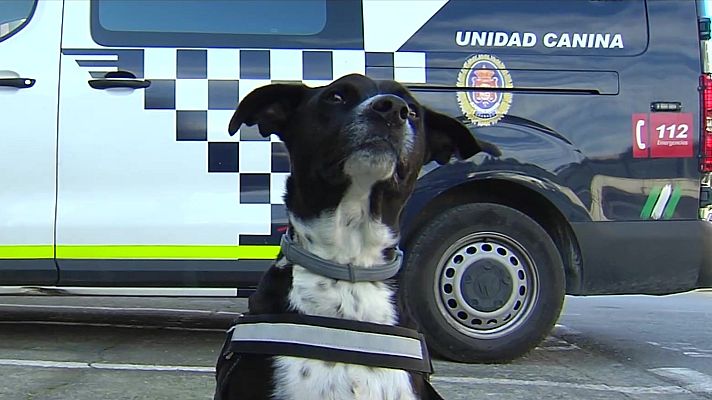 Telediario 1 - Hermes, un perro mestizo aspirante a policía