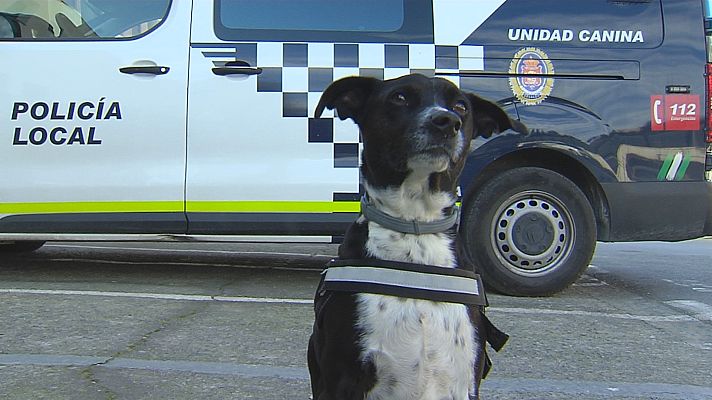 Noticias Andalucía - Hermes rompe la barrera canina