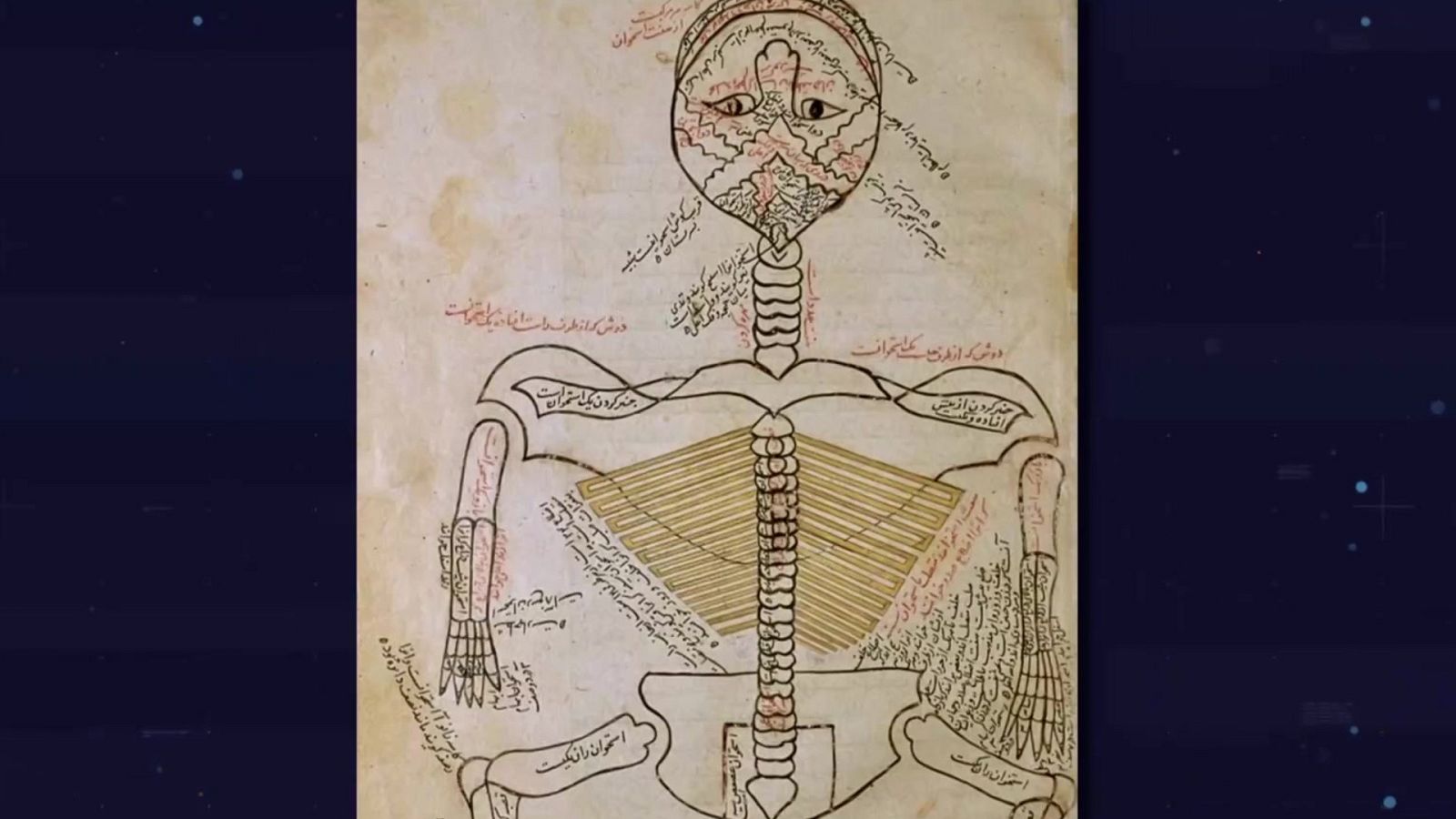 Manual de Ilustración Científica: divulgar conocimiento con imágenes | Ver