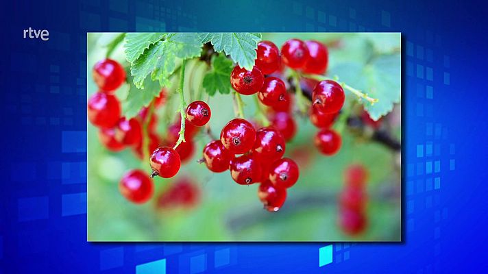 Saber y ganar - Saber y ganar - 24/01/23