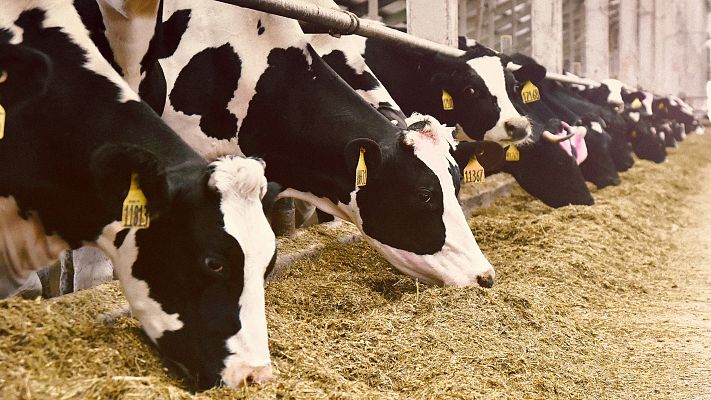 Telediario 1 - La macrogranja con 23.000 vacas de Soria no verá finalmente la luz
