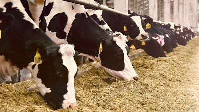 La macrogranja con 23.000 vacas de Soria no ver� finalmente la luz | Ver