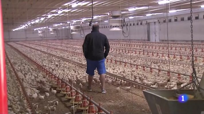 L'Informatiu - Les baixes temperatures disparen la despesa en calefacció a les granges