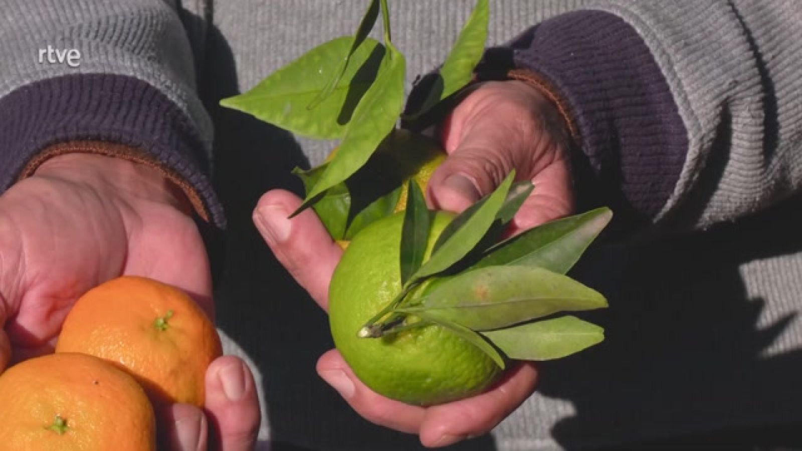 Bombones de clementinas con Carolina Cerezuela - Ahora o nunca | Ver