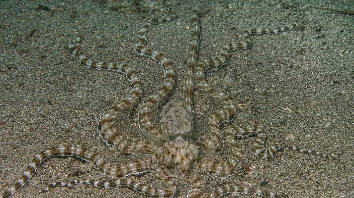 Somos Documentales - Cefalópodos, el reino de las ventosas