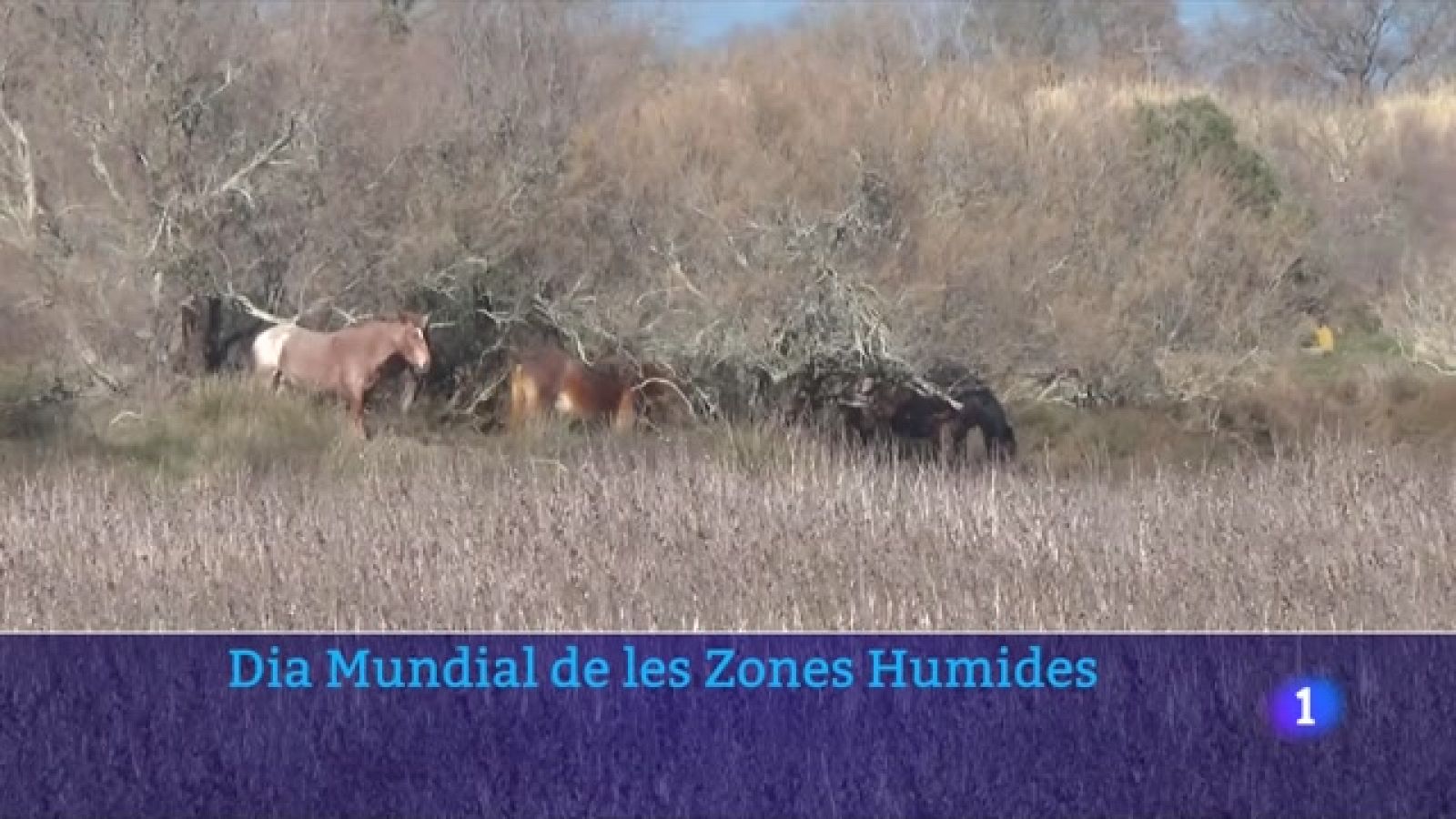 Dia Mundial de les Zones Humides - L'Informatiu | Veure