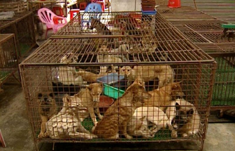 El Gobierno chino quiere prohibir una tradición gastronómica milenaria: comer gatos y perros | Ver