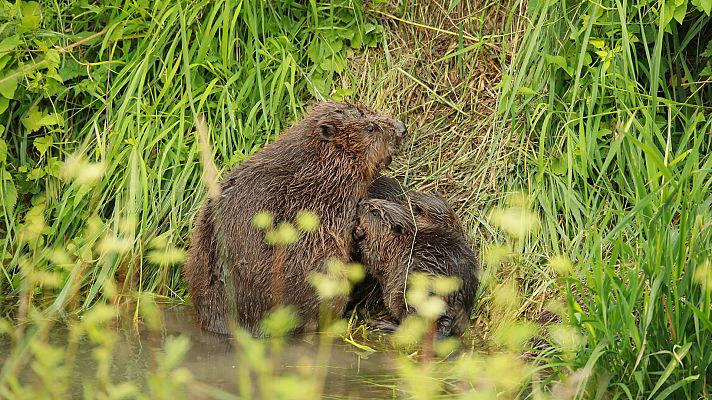 Somos Documentales - Vuelven los castores