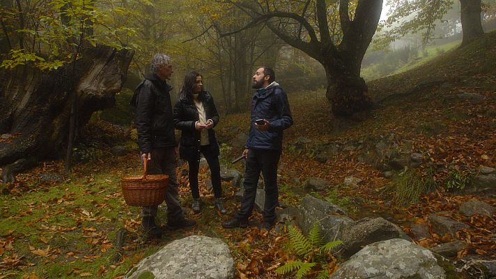 El señor de los bosques - Castañar de Casillas
