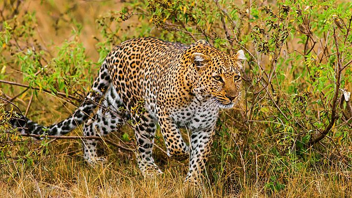 La leoparda - La cazadora embrujada