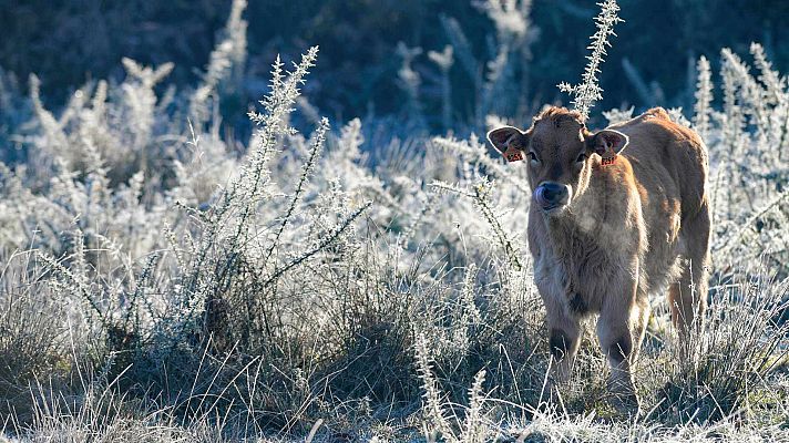 El tiempo - Hoy, bajada de temperaturas, salvo en el noroeste, y heladas generalizadas