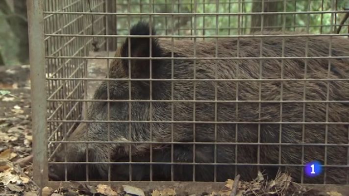 L'Informatiu - La Generalitat instal·la gàbies per regular les poblacions de senglars al Delta de l'Ebre