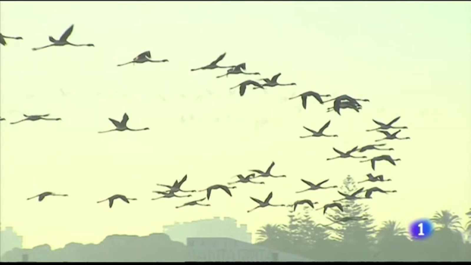 L'Informatiu de la Comunitat Valenciana 2 - 06/02/23 ver ahora