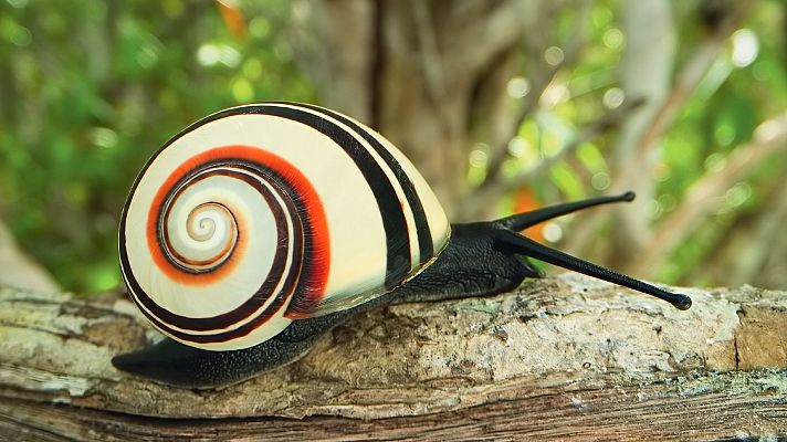 La vida en color de Attenborough - El color como disfraz