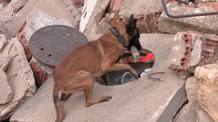 Ahora o nunca - Esqui, el pastor belga que lleva 4 años salvando gente