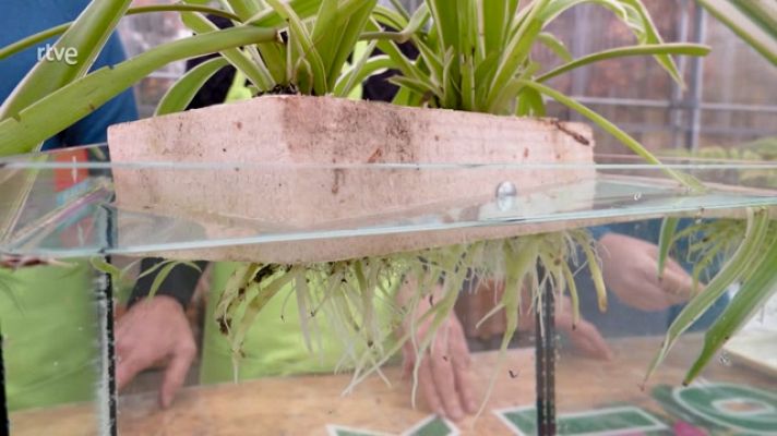 Aquí la Tierra - La hidroponía: cultivar plantas sin tierra