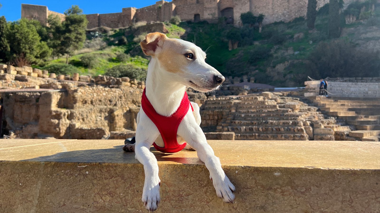 Pipper en ruta - Málaga - Ver ahora