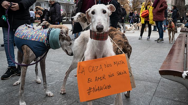 Telediario 1 - Polémica por la aprobación de la ley de bienestar animal que deja fuera a los perros de caza