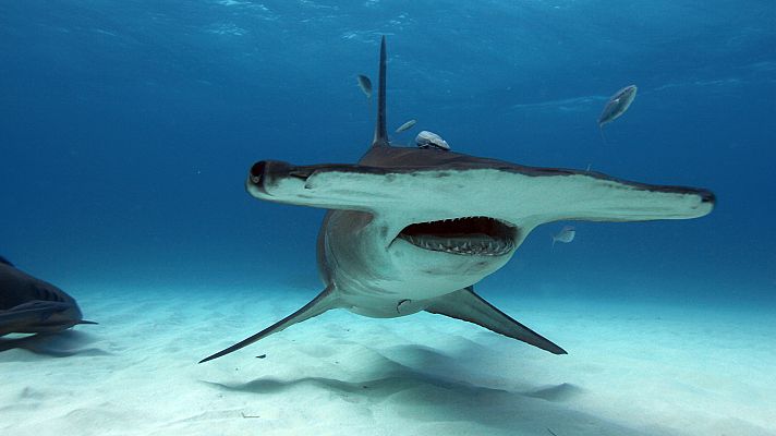 Somos Documentales - Peces increíbles