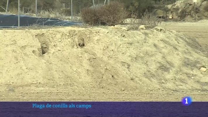 L'Informatiu - Plaga de conills a algunes finques de Lleida
