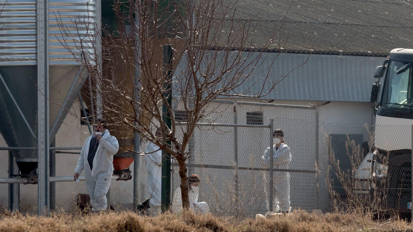 La propagación de gripe aviar se acelera | Ver