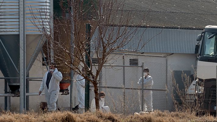 Telediario 1 - La propagación de gripe aviar se acelera