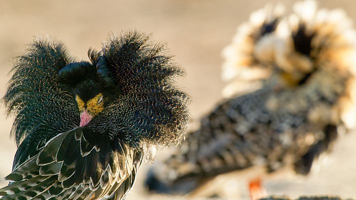 El juego del amor - A plena vista en las praderas