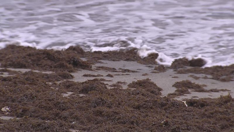30.000 kg de algas tras el temporal - Ver ahora