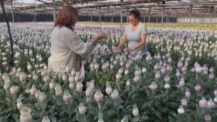 Noticias Andalucía - Crece la venta de flores por San Valentín