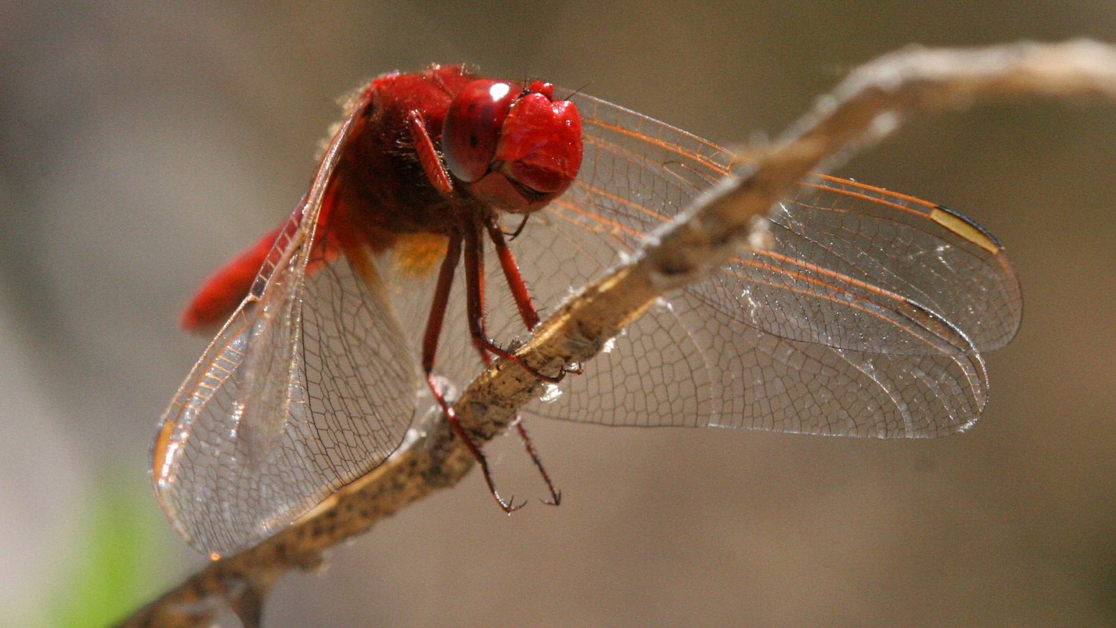 Somos documentales - Mi río de libélulas - ver ahora