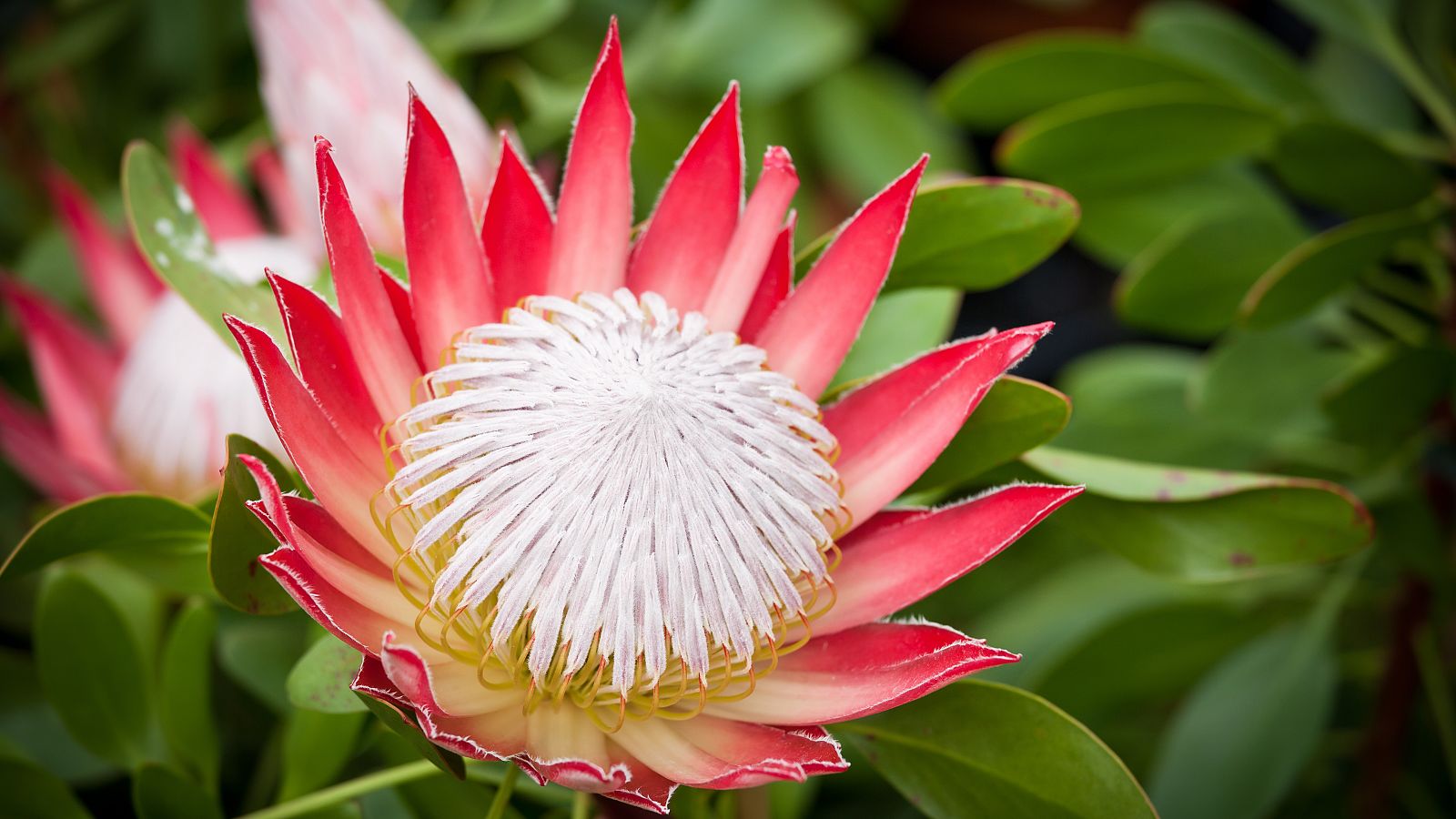 La Palma pierde casi la mitad de su cosecha de proteas debido al volcán | Ver