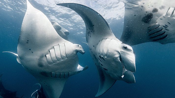 El juego del amor - En la inmensidad de los océanos