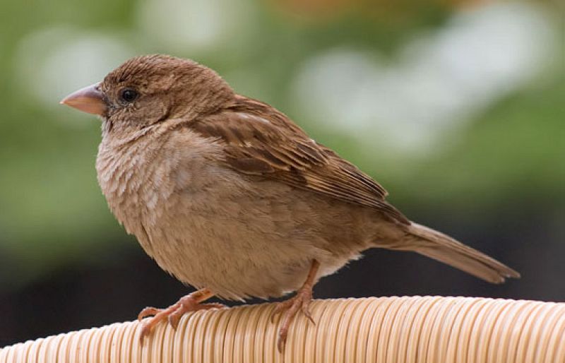 Los gorriones se extinguen en las ciudades - Ciencia y tecnología en Rtve.es | Ver