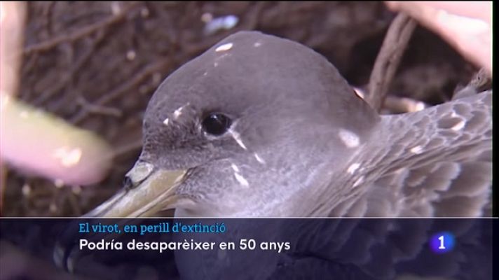 Informatiu Balear - El virot, en perill d'extinció