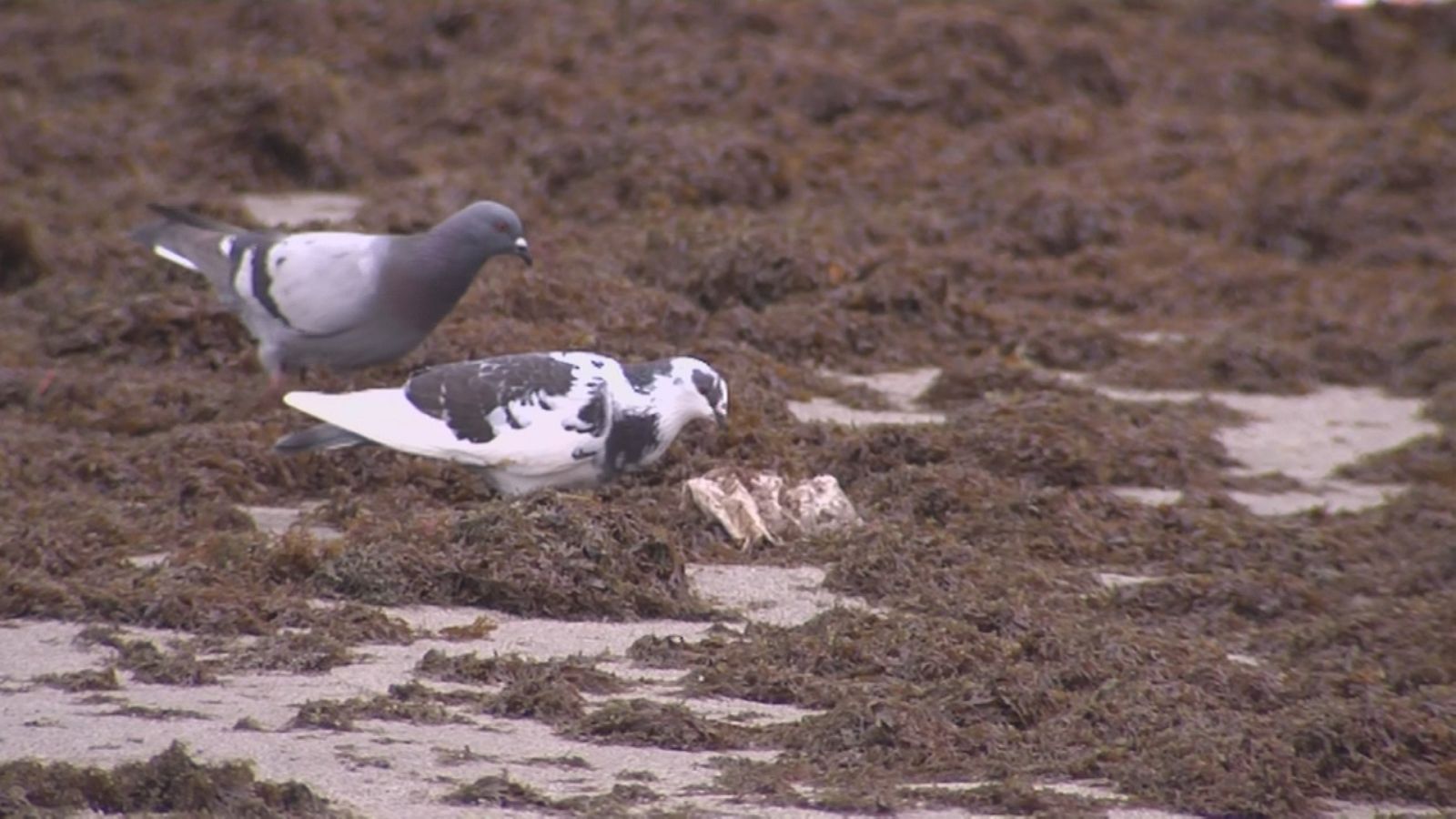 El temporal paraliza la pesca - Ver ahora