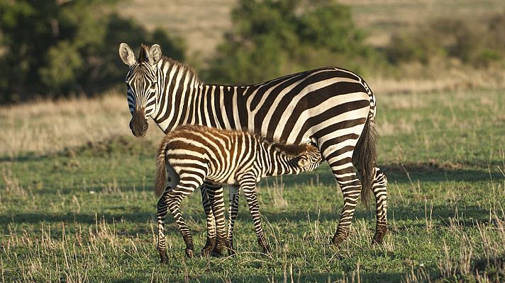 Animal humano - Nacimiento, cerebro músculo