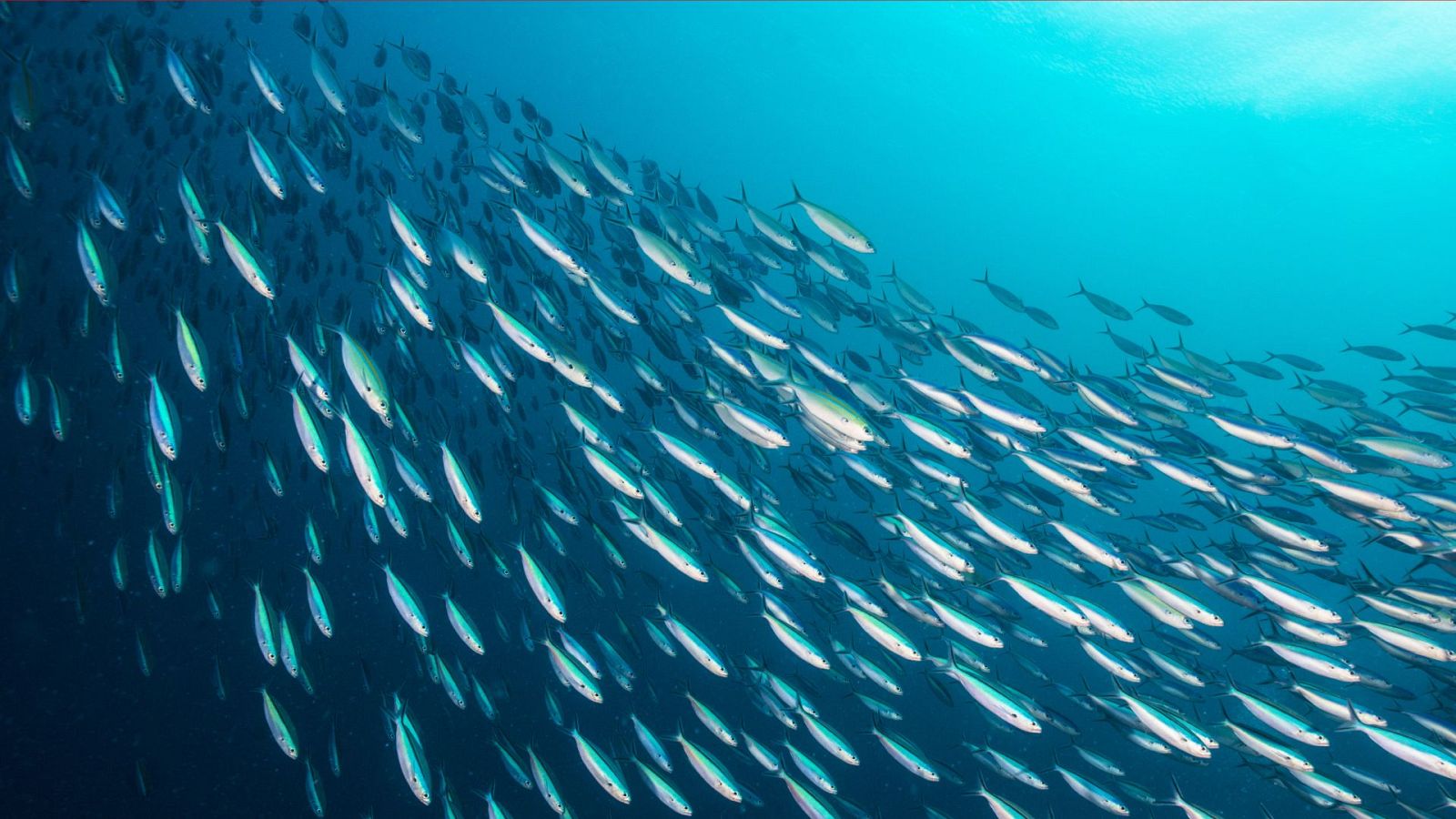 Animal humano - Episodio 2: Vivir, amar, morir - ver ahora