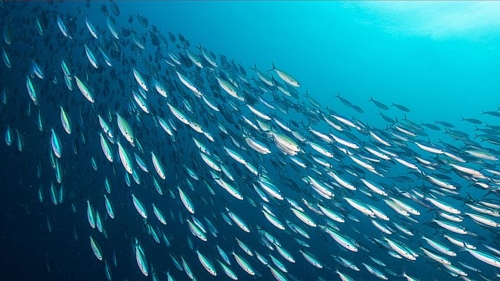 Animal humano - Vivir, amar, morir