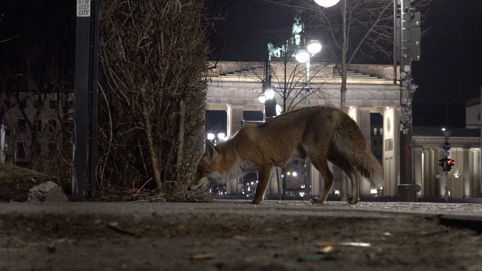 Somos documentales - El zorro y la ciudad - ver ahora