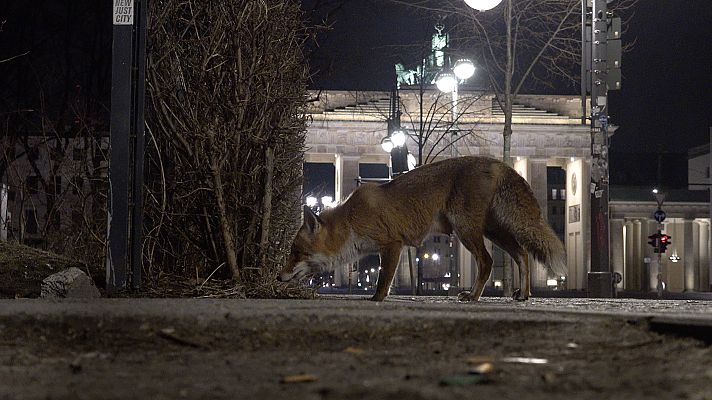 Somos Documentales - El zorro y la ciudad