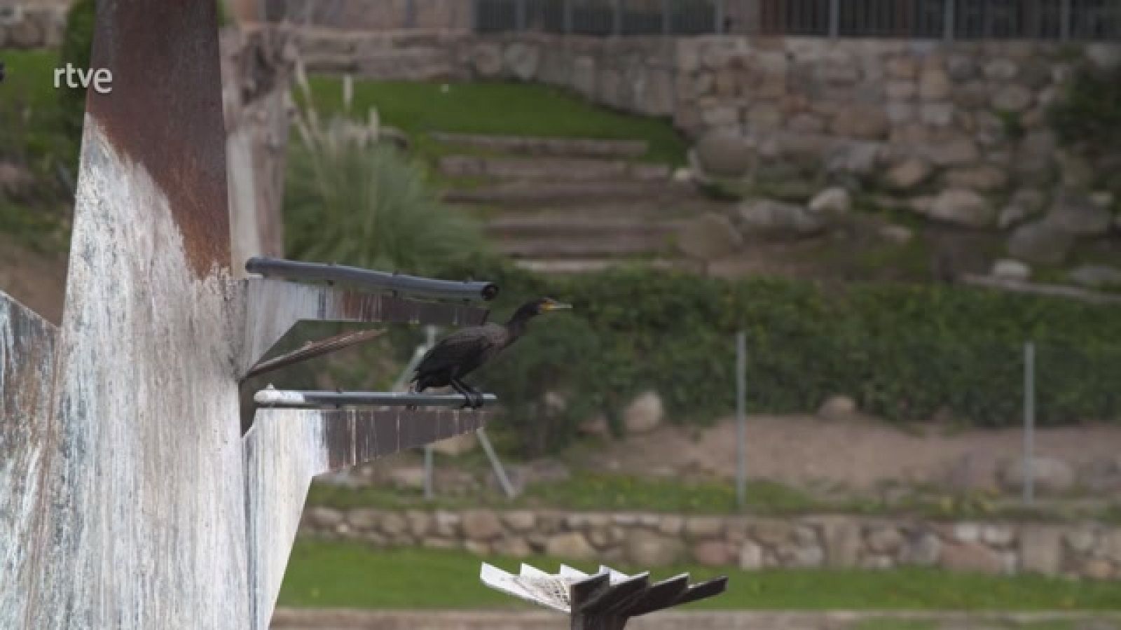 Aquí la Tierra - La visita de los cormoranes, unas aves muy especiales