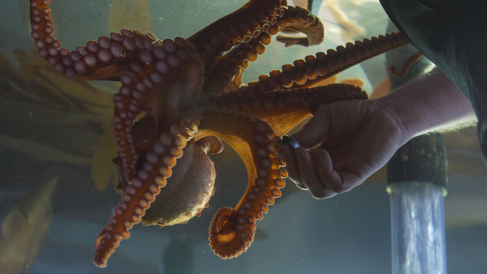 Somos documentales - Contactos con un pulpo gigante del Pacífico - ver ahora