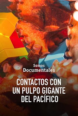 Somos Documentales - Contactos con un pulpo gigante del Pacífico
