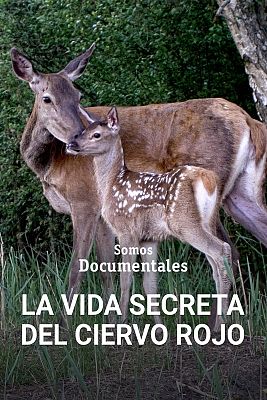 Somos Documentales - La vida secreta del ciervo rojo
