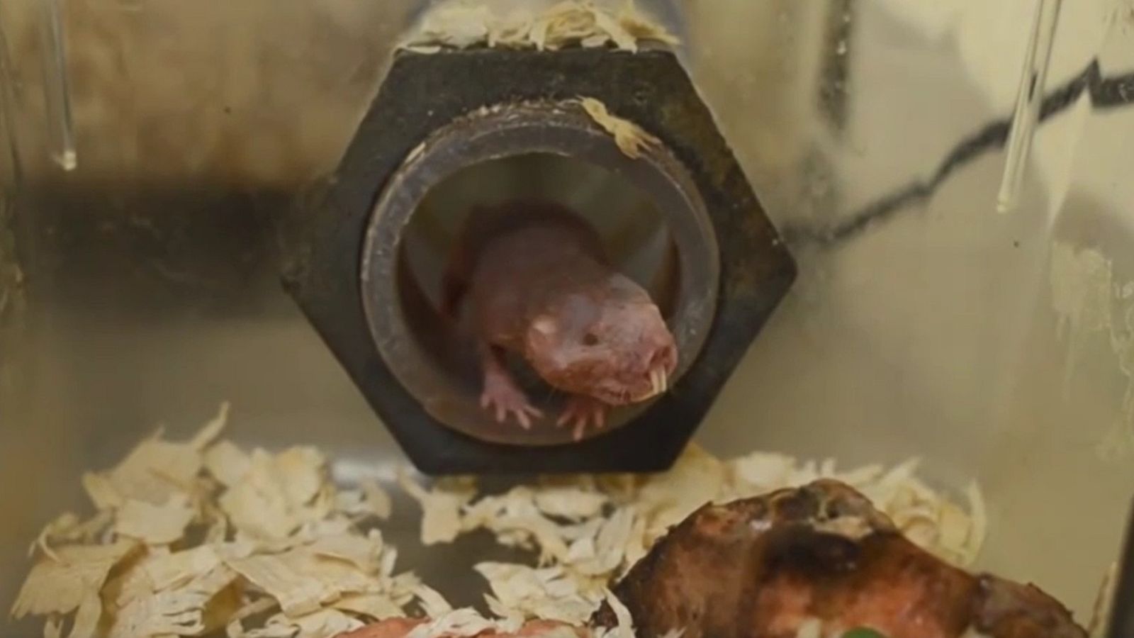 Investigadores estudian la 'superfertilidad' de los ratopines rasurados - Telediario 2 | Ver