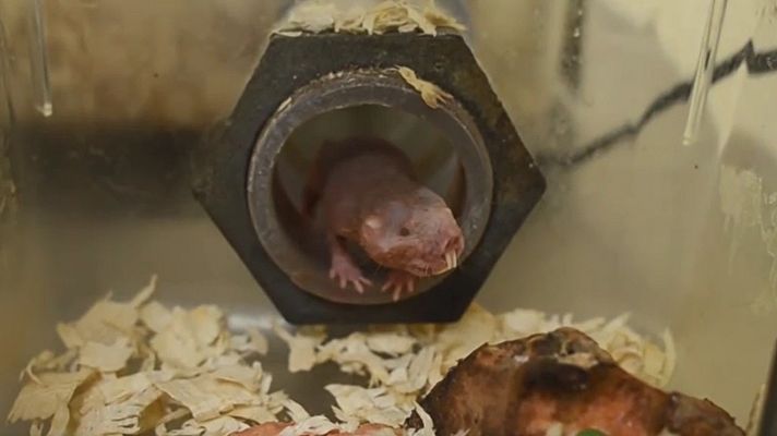 Telediario 2 - Investigadores estudian la 'superfertilidad' de los ratopines rasurados para aplicarlo a humanos