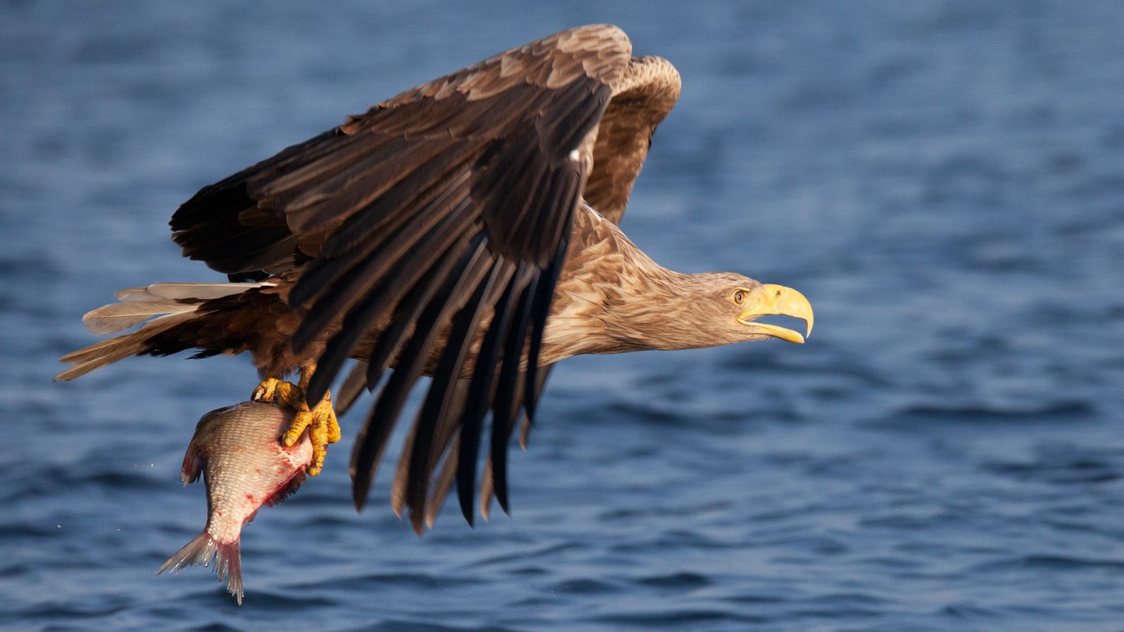Somos documentales - El delta del Oder. Un espacio natural sin frontera - ver ahora