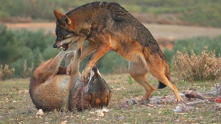 Somos Documentales - Iconos salvajes de Iberia
