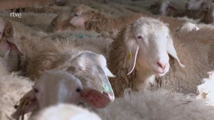 Ahora o nunca - Una granja de ovejas 2.0