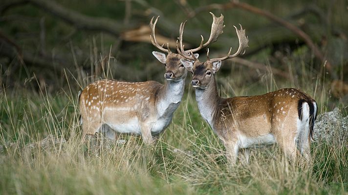 Somos Documentales - Historias de ciervos